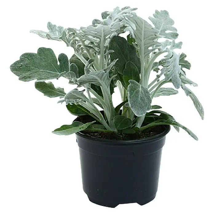Piardino Silberblatt - Senecio bicolor, Topfgröße: 9 cm - Ein Topf mit einer prächtigen Silberblatt Pflanze, bekannt für ihr samtiges, silbrig-graues Laub, das jeden Raum aufwertet.