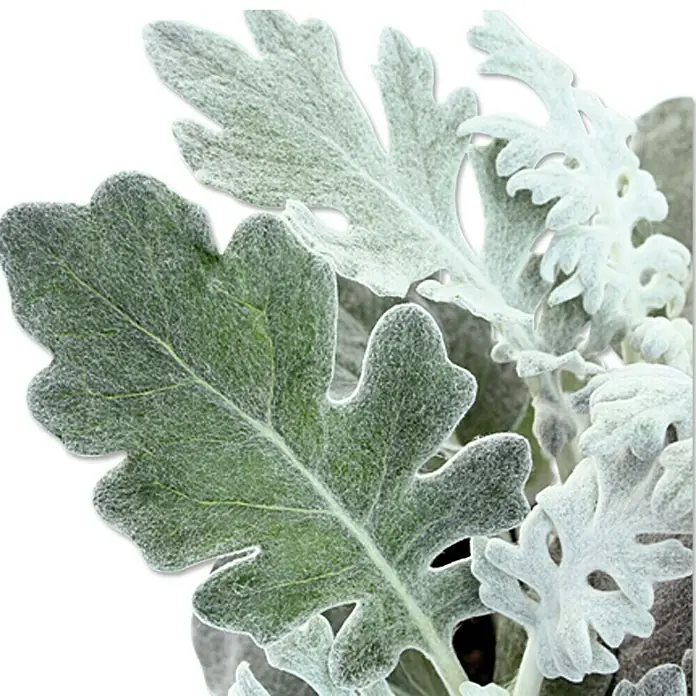 Piardino Silberblatt - Senecio bicolor, Topfgröße: 9 cm - Nahaufnahme von filigranen Silberblatt-Pflanzen, die mit ihrem weichen, samtigen Laub eine elegante Textur zeigen.