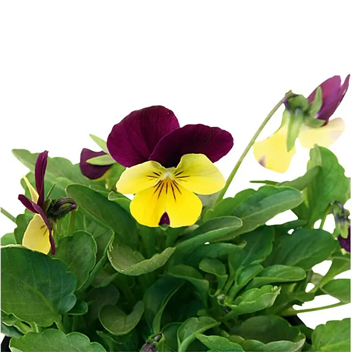 Piardino Hornveilchen - Viola cornuta, Sortenabhängig - Nahaufnahme einer Viola Tricolor Pflanze mit violetten und gelben Blüten, umgeben von grünen Blättern.