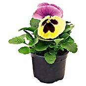 Piardino Pensamiento de jardín (Viola F1, Tamaño de maceta: 9 cm, En función de la variedad)
