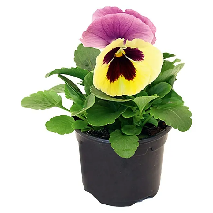 Piardino Garten-Stiefmütterchen - Viola F1, Sortenabhängig - Topf mit Stiefmütterchen in Gelb und Lila, üppiges Grün, ideal für Balkon oder Garten, bringt Farbe ins Zuhause.