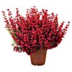 Brezo (Erica gracilis, Tamaño de maceta: 11 cm, Rojo)
