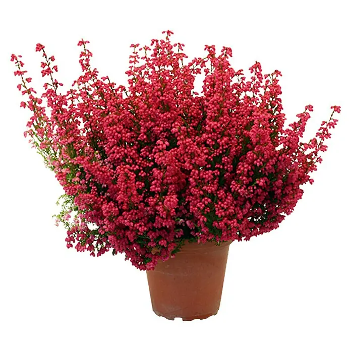 Glockenheide im Set - 3 Stk., Erica gracilis, Topfgröße: 11 cm, Rosarot - Heidekraut in einem Topf, eine schöne Dekoration für den Innen- oder Außenbereich. Die Pflanze hat leuchtend rote Blüten und ist immergrün.