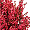 Brezo (Erica gracilis, Tamaño de maceta: 11 cm, Rojo)