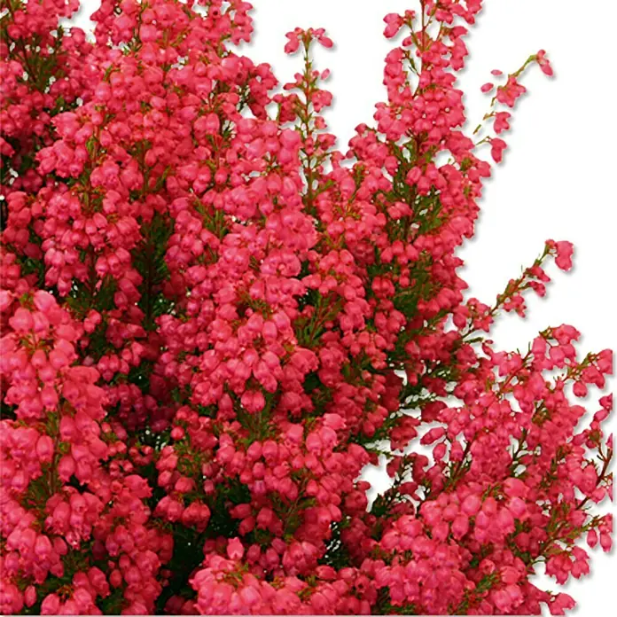 Glockenheide im Set - 3 Stk., Erica gracilis, Topfgröße: 11 cm, Rosarot - Nahaufnahme einer üppigen Heidekrautpflanze mit leuchtend roten Blüten, die eine dichte und farbenfrohe Textur bilden.