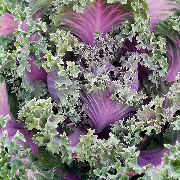 Zierkohl im Set - 3 Stk., Brassica, Topfgröße: 12 cm - Nahaufnahme von Zierkohl mit grünen und violetten Blättern. Die Textur ist gewellt und dekorativ.
