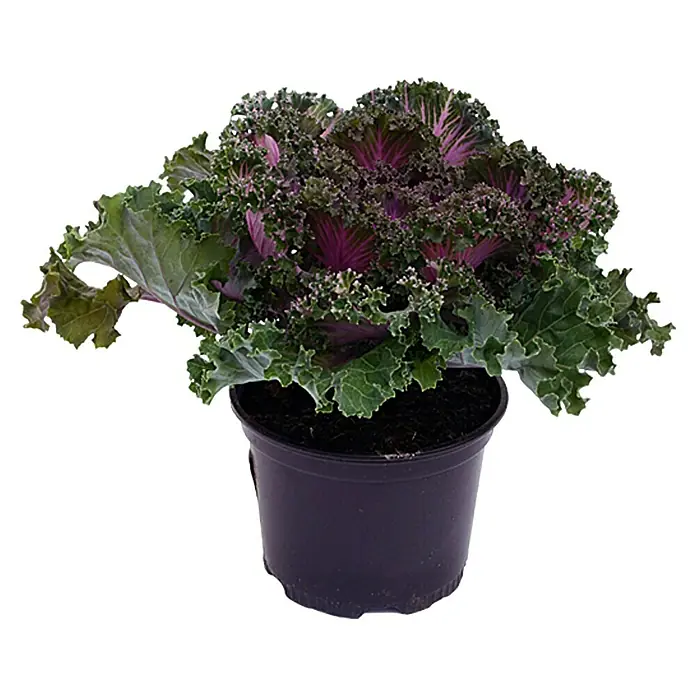 Piardino Zierkohl - Brassica, Topfgröße: 12 cm, Bunt - Ein dekorativer Zierkohl in einem schwarzen Topf mit grünen und violetten Blättern. Ideal für Herbst- und Winterdekorationen.