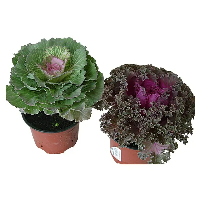 Piardino Zierkohl - Brassica, Topfgröße: 12 cm, Bunt - Zwei Zierkohlpflanzen in Töpfen, eine grün-violett und eine dunkelviolett, bringen Farbe in jeden Garten.