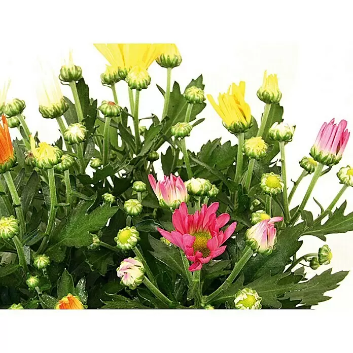 Piardino Herbst-Chrysantheme - Chrysanthemum indicum Hybride, Topfgröße: 14 cm, Sortenabhängig - Detailaufnahme