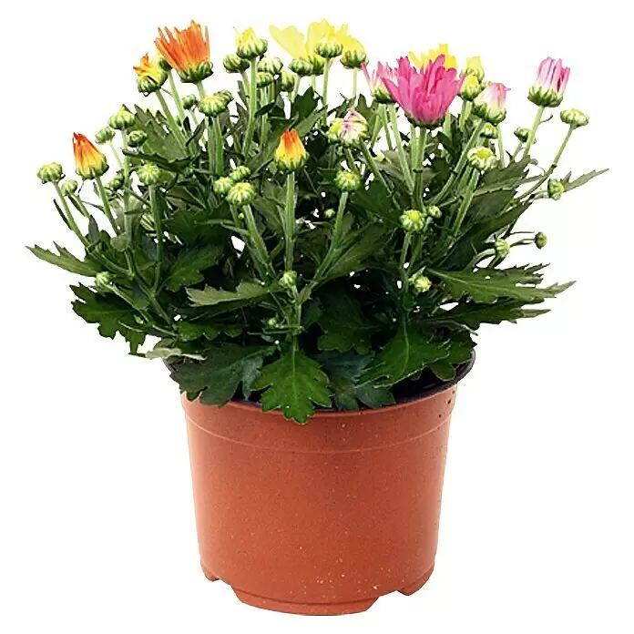 Piardino Herbst-Chrysantheme - Chrysanthemum indicum Hybride, Topfgröße: 14 cm, Sortenabhängig - Vorderansicht