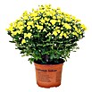 Crisantemo (Chrysanthemum indicum Hybride, Tamaño de maceta: 17 cm, En función de la variedad)