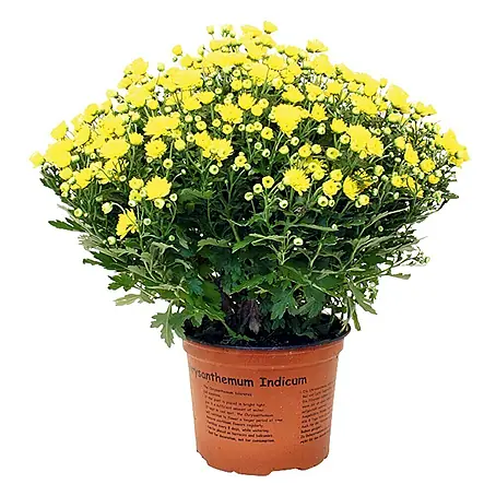 Piardino  Herbst-Chrysantheme