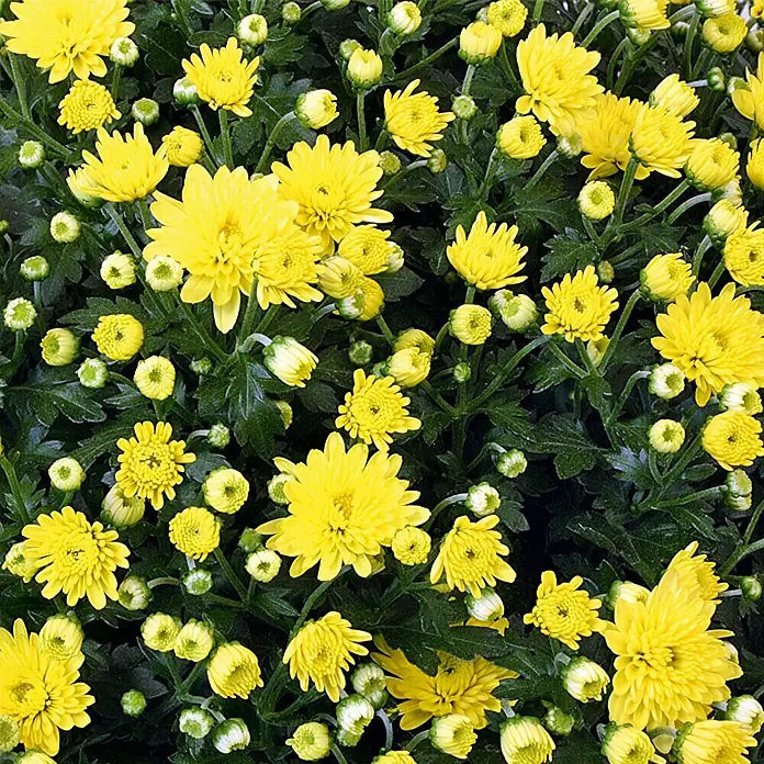 Piardino Herbst-Chrysantheme - Chrysanthemum indicum Hybride, Topfgröße: 17 cm, Verschiedene Farben - Nahaufnahme von leuchtend gelben Chrysanthemenblüten mit grünen Blättern und Knospen, die die Schönheit und Fülle der Natur zeigen.