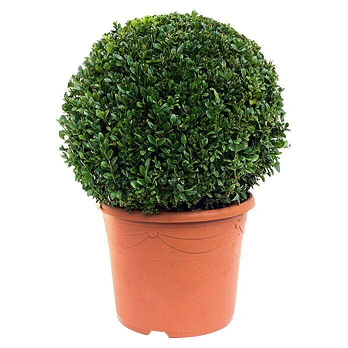 Piardino BuchsbaumBuxus sempervirens Front View