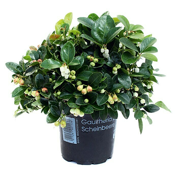 Piardino Rote Teppichbeere (Gaultheria procumbens, Topfgröße: 13 cm, Hellrosa)