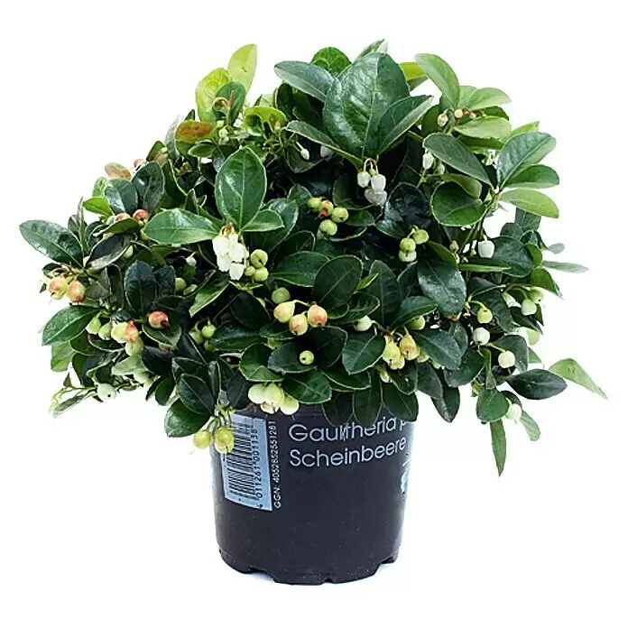 Piardino Rote Teppichbeere - Gaultheria procumbens, Topfgröße: 13 cm, Hellrosa - Topf-Gaultheria mit dunkelgrünen Blättern, weißen Blüten und kleinen grünen sowie rötlichen Beeren im schwarzen Topf.