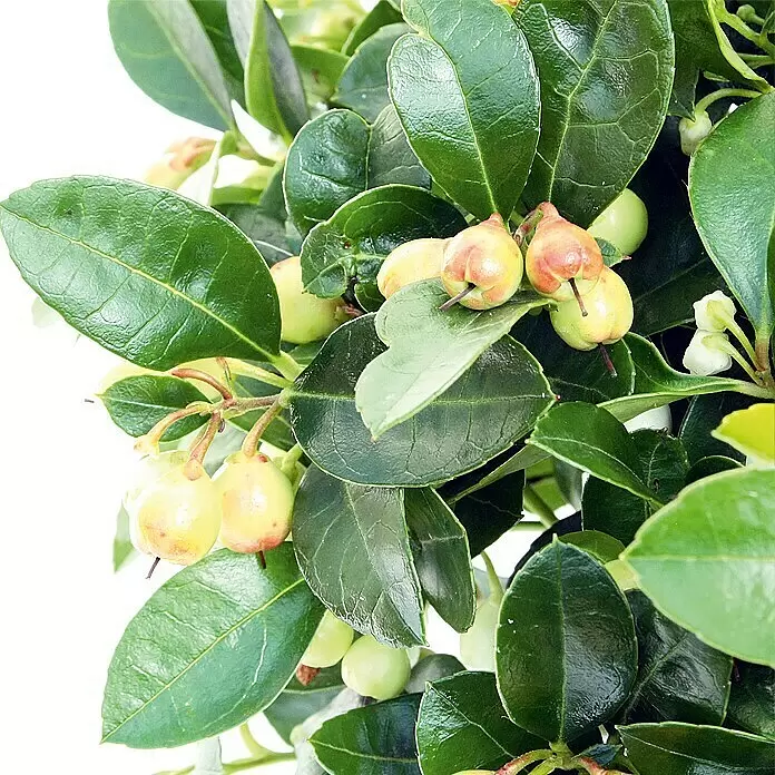 Piardino Rote Teppichbeere - Gaultheria procumbens, Topfgröße: 13 cm, Hellrosa - Üppige Grünpflanze mit glänzenden Blättern und Gruppen kleiner, hellgrüner, teils rötlicher Beeren und weißer Knospen.