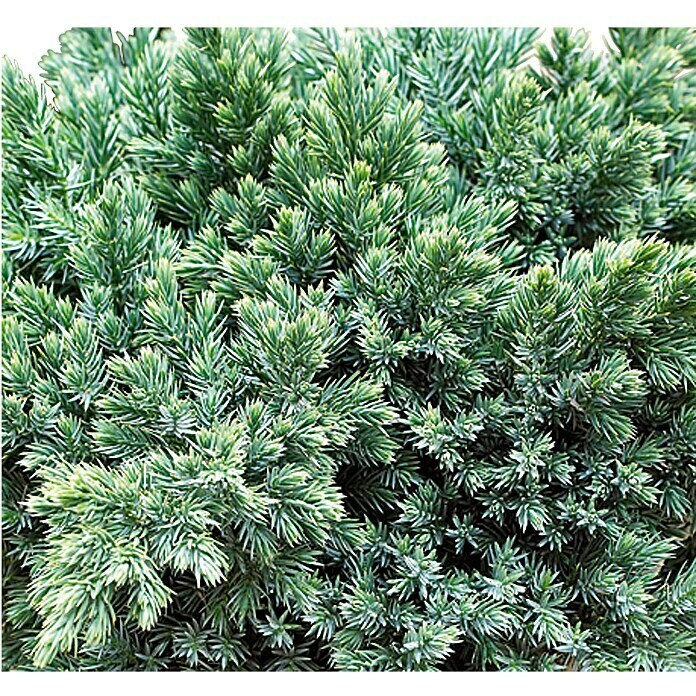 Piardino Blauer Zwerg-Wacholder (Juniperis squamata 'Blue Star', Topfgröße: 2 l)