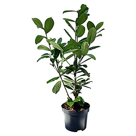 Piardino Laurel cerezo (Prunus laurocerasus, Altura de crecimiento actual: 60 cm - 80 cm, Volumen de la maceta: 5 l)