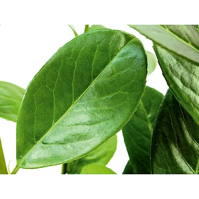 Piardino Laurel cerezo - Prunus laurocerasus, Altura de crecimiento actual: 60 cm - 80 cm, Volumen de la maceta: 5 l - Primer plano de hojas verdes brillantes de una planta de interior. Las hojas muestran venas claras y un color rico y saludable.