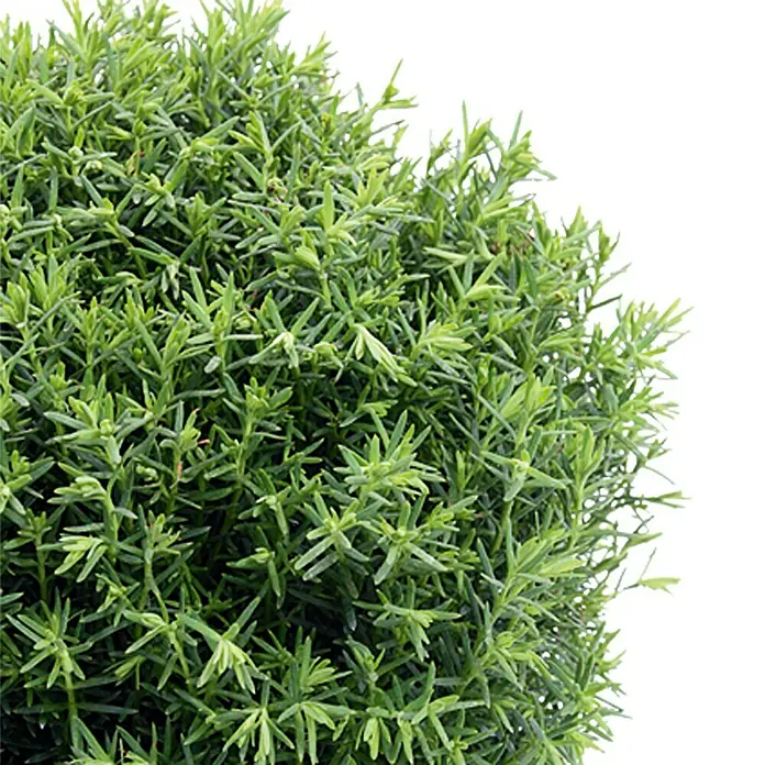 Piardino Tuya occidental Teddy - Thuja occidentalis 'Teddy' - Primer plano detallado de un topiario de boj artificial, mostrando una estructura densa, verde y esférica.