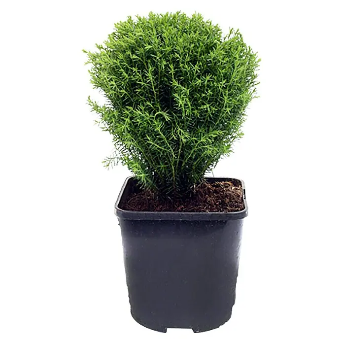 Piardino Tuya occidental Teddy - Thuja occidentalis 'Teddy' - Boj compacto y esférico en maceta negra, ideal para toques decorativos en interiores y exteriores.