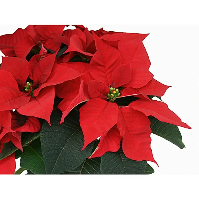 Piardino Weihnachtsstern 3-4 Brakteen - Euphorbia pulcherrima, Topfgröße: 11 cm, Rot - Ein festlicher Weihnachtsstern mit leuchtend roten Blättern und dunklem Grün, perfekt für die Weihnachtszeit.
