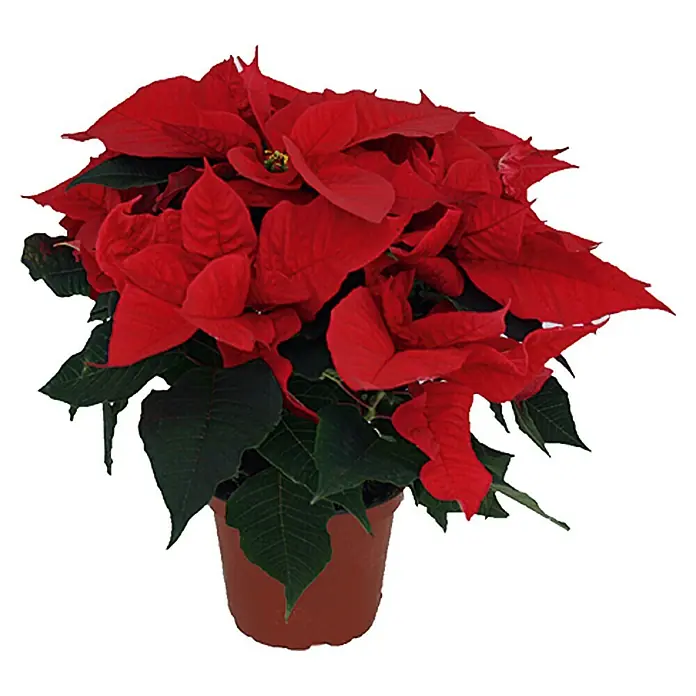 Piardino Flor de Pascua - Euphorbia pulcherrima, Tamaño de maceta: 6 cm, Rojo - Poinsettia roja en una maceta marrón. Las hojas rojas hacen un buen contraste con el verde de las hojas.