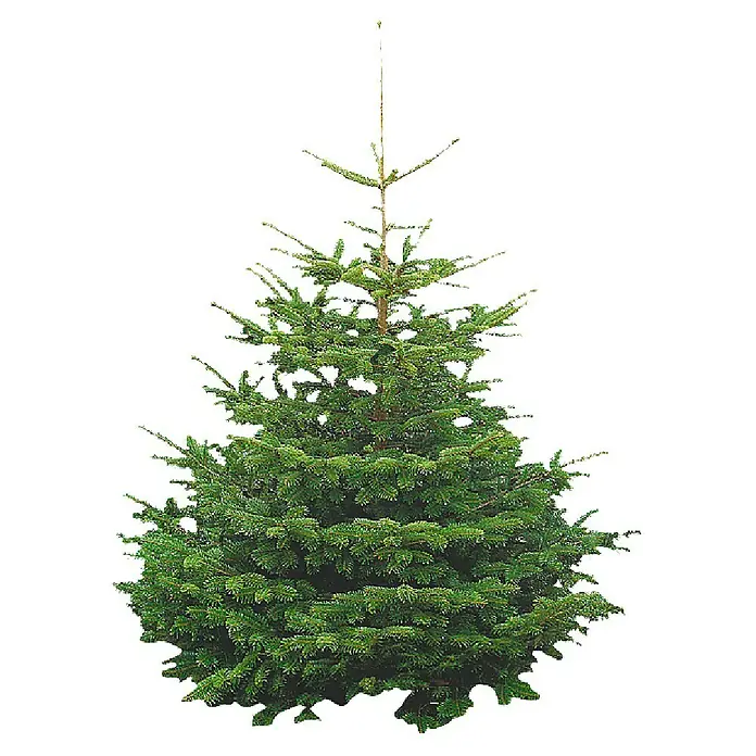 Piardino Abeto de Normandía 100 - 125 - Abies nordmanniana - Abeto de Navidad recién cortado con agujas verdes vibrantes y un tronco esbelto, ideal para decoraciones festivas de interior.