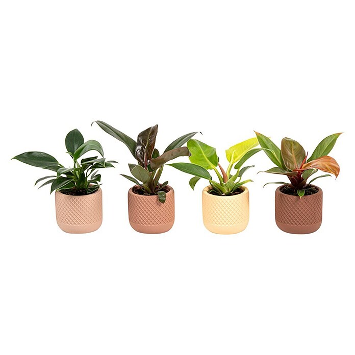 Piardino Baumfreund (Philodendron Hybriden, Topfgröße: 6 cm) | BAUHAUS