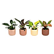 Piardino Baumfreund (Philodendron Hybriden, Topfgröße: 6 cm) | BAUHAUS