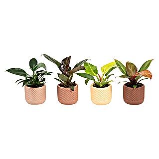 Piardino Baumfreund (Philodendron Hybriden, Topfgröße: 6 cm)