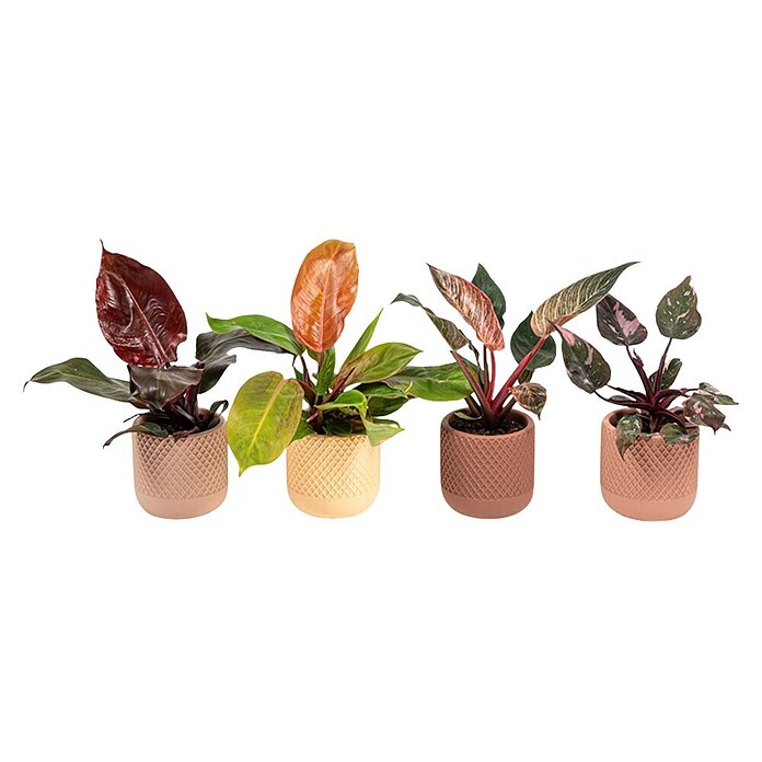 Piardino Baumfreund (Philodendron Hybriden, Topfgröße: 9 cm) | BAUHAUS