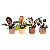 Piardino Baumfreund (Philodendron Hybriden, Topfgröße: 9 cm) | BAUHAUS