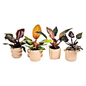 Piardino Baumfreund (Philodendron Hybriden, Topfgröße: 9 cm) | BAUHAUS