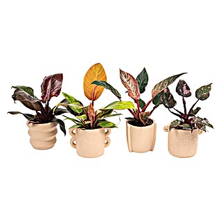 Piardino Baumfreund (Philodendron Hybriden, Topfgröße: 9 cm)