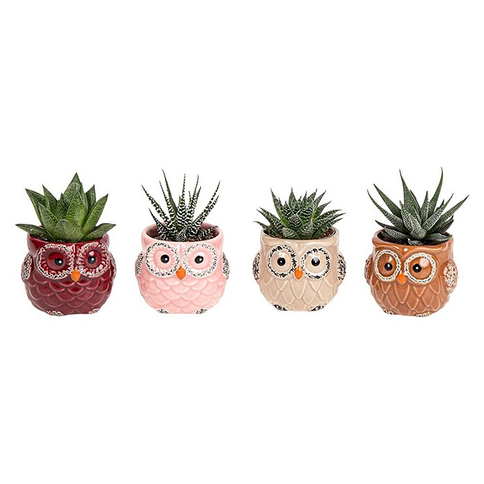 Piardino Sukkulenten (Succulenten Hybriden, Topfgröße: 6 cm) | BAUHAUS