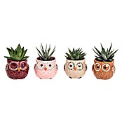 Piardino Sukkulenten (Succulenten Hybriden, Topfgröße: 6 cm) | BAUHAUS
