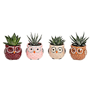 Piardino Sukkulenten (Succulenten Hybriden, Topfgröße: 6 cm)