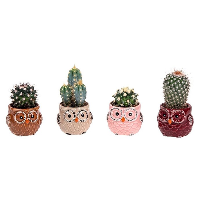 Piardino Kaktus (Cactus Hybriden, Topfgröße: 6 cm) | BAUHAUS
