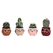 Piardino Kaktus (Cactus Hybriden, Topfgröße: 6 cm) | BAUHAUS