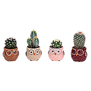 Piardino Kaktus (Cactus Hybriden, Topfgröße: 6 cm)