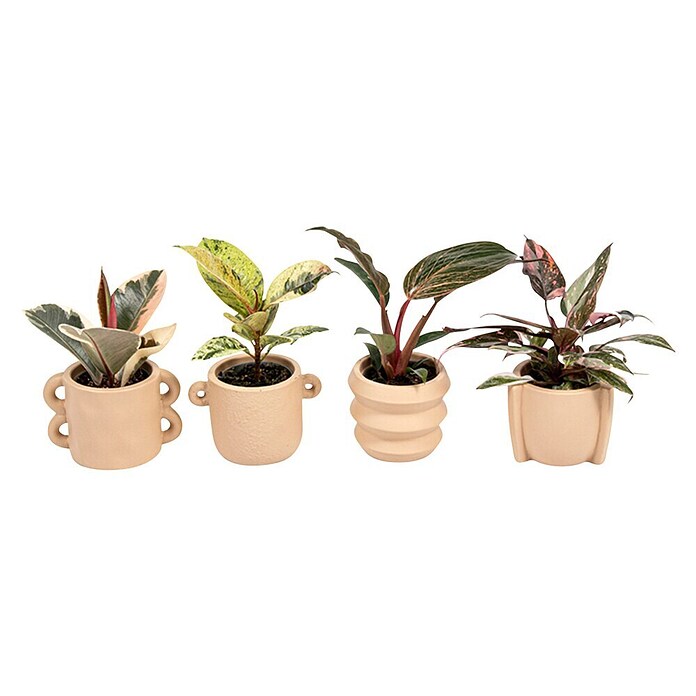 Piardino Baumfreund (Philodendron Hybriden, Topfgröße: 6 cm) | BAUHAUS