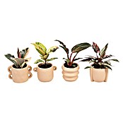 Piardino Baumfreund (Philodendron Hybriden, Topfgröße: 6 cm) | BAUHAUS