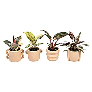 Piardino Baumfreund (Philodendron Hybriden, Topfgröße: 6 cm)