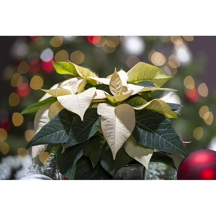 Piardino Weihnachtsstern - Euphorbia pulcherrima, Topfgröße: 9 cm - Detailaufnahme