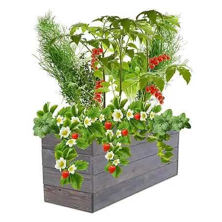 Hochbeete Growline Holz | HxBxT 36x103x30 cm | Kieferholz | Grau