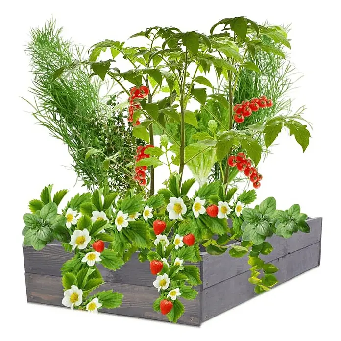 Hochbeete Growline Holz | HxBxT 18x83x80 cm | Kieferholz | Grau -  - Graues Holzhochbeet voller Erdbeeren, Tomaten und Kräuter.
