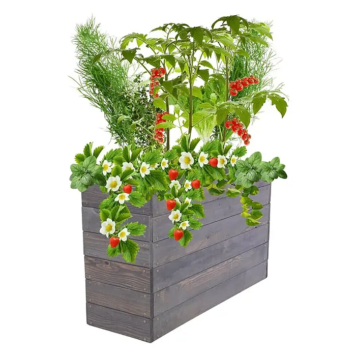 Hochbeete Growline Holz | HxBxT 54x103x30 cm | Kieferholz | Grau -  - Dunkelgrauer Pflanzkasten aus Holz, gefüllt mit Erdbeeren, Tomaten und Kräutern.