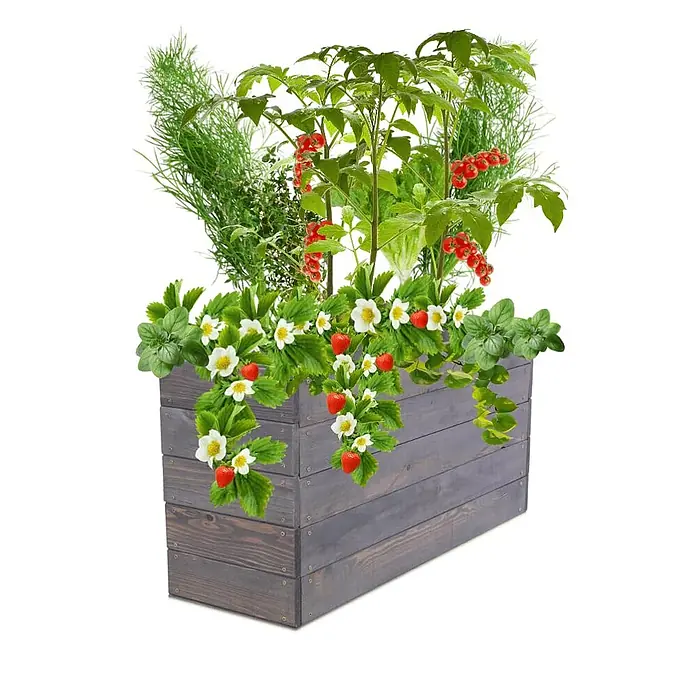 Hochbeete Growline Holz | HxBxT 45x93x30 cm | Kieferholz | Grau -  - Dunkelgrauer Holz-Pflanzkasten gefüllt mit Erdbeeren, Kirschtomaten, verschiedenen Kräutern und Salat, der vielfältige essbare Pflanzen zeigt.